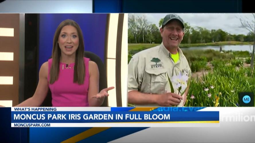 Mark Iris Bloom Interview